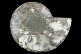 Cut Ammonite Fossil (Half) - Agatized #97745-1